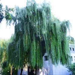 Wisconsin Weeping Willow -The Tree Center Store Wisconsin Weeping Willow 3 copy jpg webp