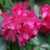 Wissahickon Rhododendron