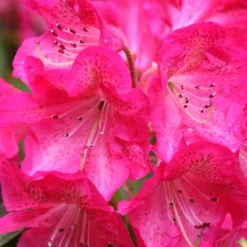 Wissahickon Rhododendron -The Tree Center Store Wissahickon Rhododendron 2 copy 600x600 1