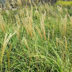 Yaku Jima Maiden Grass -The Tree Center Store Yaku Jima Maiden Grass 3 copy 600x600 1