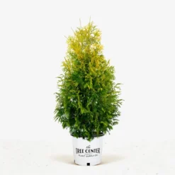 Yellow Ribbon Arborvitae -The Tree Center Store Yellow Ribbon Arborvitae 7G 01 jpg 600x600 1