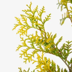 Yellow Ribbon Arborvitae -The Tree Center Store Yellow Ribbon Arborvitae 7G 02 600x600 1