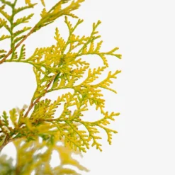 Yellow Ribbon Arborvitae -The Tree Center Store Yellow Ribbon Arborvitae 7G 03 600x600 1