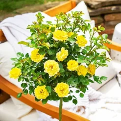 Yellow Sunblaze® Miniature Rose - Tree Form -The Tree Center Store Yellow Sunblaze Miniature Rose Tree Form 2 copy jpg webp