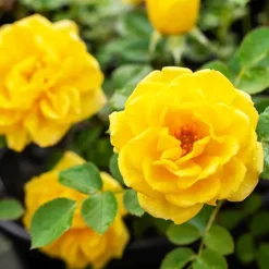 Yellow Sunblaze® Miniature Rose - Tree Form -The Tree Center Store Yellow Sunblaze Miniature Rose Tree Form 3 copy jpg webp