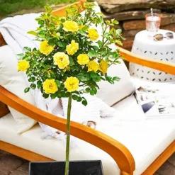 Yellow Sunblaze® Miniature Rose - Tree Form