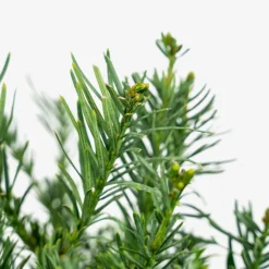 Yewtopia Plum Yew -The Tree Center Store Yewtopia Plum Yew 3G 02 600x600 1