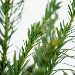 Yewtopia Plum Yew -The Tree Center Store Yewtopia Plum Yew 3G 04 600x600 1