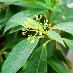 Yin Viburnum -The Tree Center Store Yin Viburnum 1 copy jpg webp