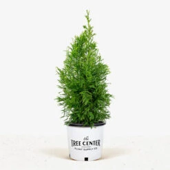 Yoshino Japanese Cryptomeria -The Tree Center Store Yoshino Japanese Cryptomeria 600x600 1