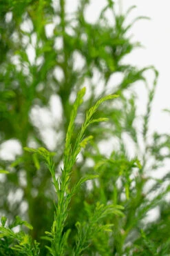 Yoshino Japanese Cryptomeria -The Tree Center Store Yoshino Japanese Cryptomeria 7G 03 copy 600x900 1