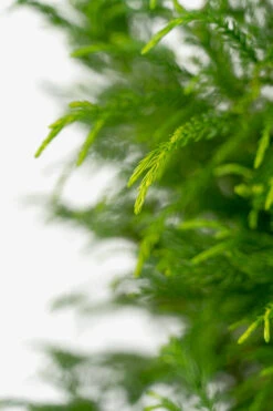 Yoshino Japanese Cryptomeria -The Tree Center Store Yoshino Japanese Cryptomeria 7G 04 copy 600x900 1