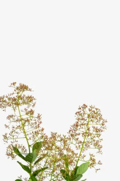 Young Lady Pink Smoke Tree