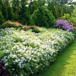 Yuki Snowflake® Deutzia -The Tree Center Store Yuki Snowflake Deutzia 2 copy jpg webp