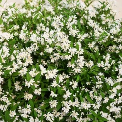 Yuki Snowflake® Deutzia -The Tree Center Store Yuki Snowflake Deutzia 3 copy jpg webp