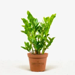ZZ Plant -The Tree Center Store ZZ Plant 1G 01 jpg 600x600 1