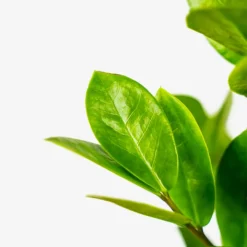 ZZ Plant -The Tree Center Store ZZ Plant 1G 03 copy 600x600 1