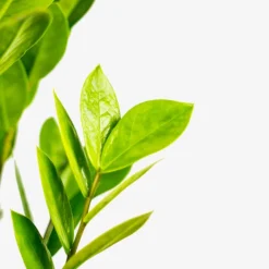 The Tree Center Store 41 The Tree Center Store -The Tree Center Store ZZ Plant 1G 04 copy 600x600 1