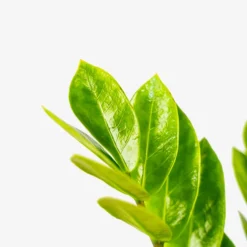 ZZ Plant -The Tree Center Store ZZ Plant 1G 05 copy 600x600 1