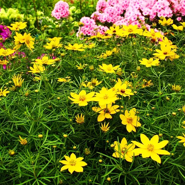 Zagreb Coreopsis 3 Zagreb Coreopsis - Image 3