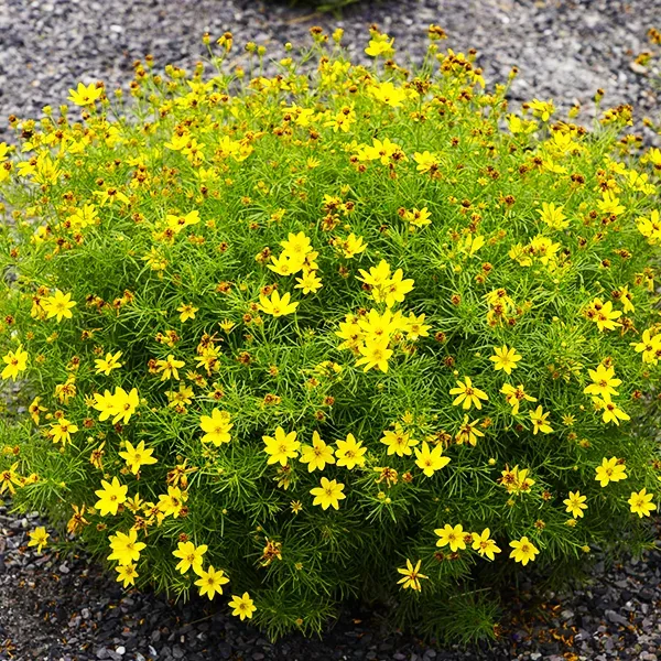 Zagreb Coreopsis 4 Zagreb Coreopsis - Image 4
