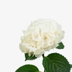 Zebra Hydrangea -The Tree Center Store Zebra Hydrangea 3G 03 copy 600x600 1