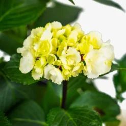 Zebra Hydrangea -The Tree Center Store Zebra Hydrangea 3G 05 copy 600x600 1