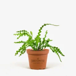 Zig-Zag Cactus -The Tree Center Store Zig Zag Cactus 6in 01 1 jpg 600x600 1