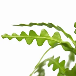 The Tree Center Store 49 The Tree Center Store -The Tree Center Store Zig Zag Cactus 6in 02 600x600 1