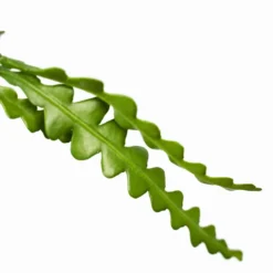 Zig-Zag Cactus -The Tree Center Store Zig Zag Cactus 6in 03 600x600 1