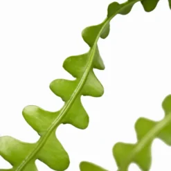 Zig-Zag Cactus -The Tree Center Store Zig Zag Cactus 6in 04 new 600x600 1