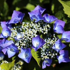 Zorro Hydrangea 5 Zorro Hydrangea -The Tree Center Store Zorro Hydrangea 1 600x600 1