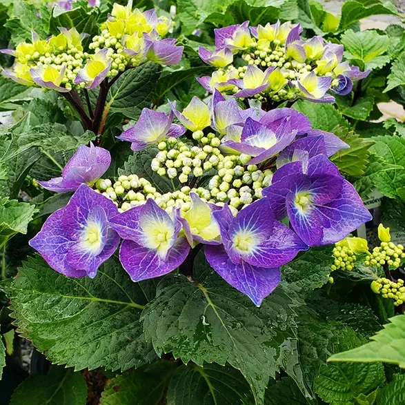 Zorro Hydrangea 1 Zorro Hydrangea