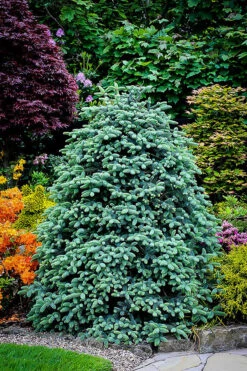 Blue Spanish Fir 11 Blue Spanish Fir -The Tree Center Store abies pinsapo 1 600x900 1