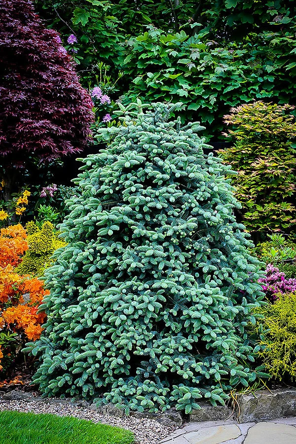 Blue Spanish Fir 6 Blue Spanish Fir - Image 6