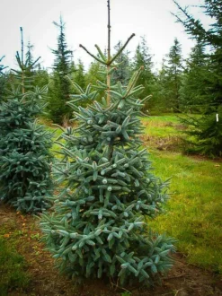 Blue Spanish Fir 9 Blue Spanish Fir -The Tree Center Store abies pinsapo 2 jpg webp