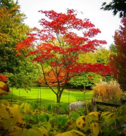 Fernleaf Full-Moon Japanese Maple -The Tree Center Store acer japonicum aconitfolium 2 600x649 1