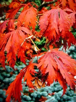 Fernleaf Full-Moon Japanese Maple -The Tree Center Store acer japonicum aconitfolium 3 jpg webp