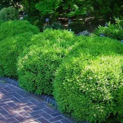 Franklins Gem Korean Boxwood 9 Franklins Gem Korean Boxwood -The Tree Center Store admin ajax 1 jpeg webp