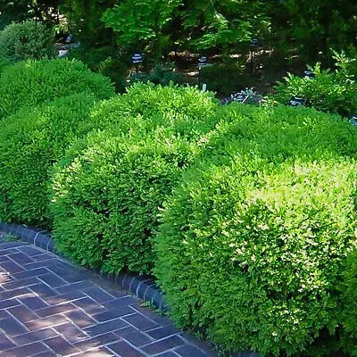 Franklins Gem Korean Boxwood 5 Franklins Gem Korean Boxwood - Image 5