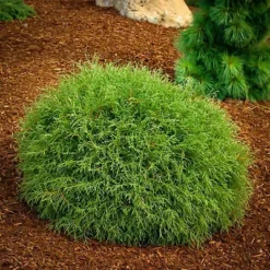 Mr. Bowling Ball Arborvitae -The Tree Center Store admin ajax jpeg webp