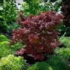 Adrian's Compact Japanese Maple
