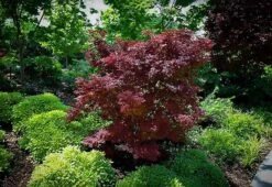 Adrian's Compact Japanese Maple