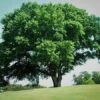 American Elm Tree