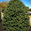 American Holly