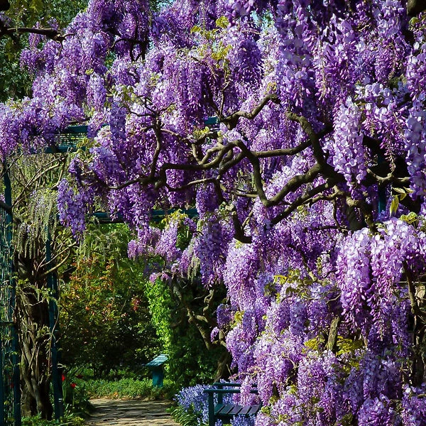 Amethyst Falls Wisteria 3 Amethyst Falls Wisteria - Image 3
