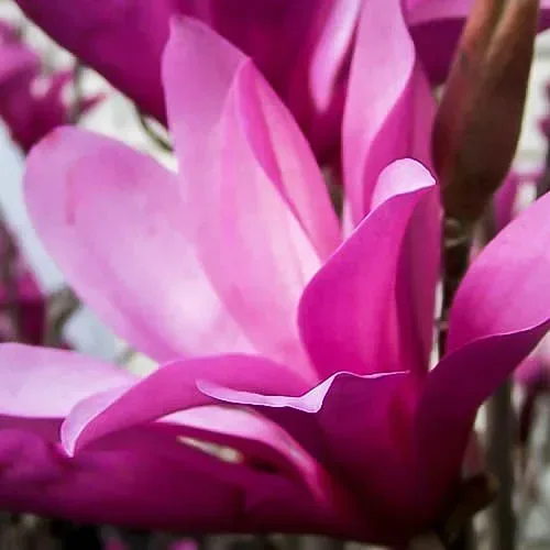 Ann Magnolia 3 Ann Magnolia - Image 3