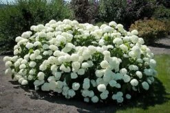 Annabelle Hydrangea -The Tree Center Store annabelle hydrangea 2 600x400 1