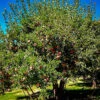 Stayman Apple Tree