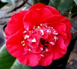 April Tryst Camellia -The Tree Center Store april tryst camellia 1 1 600x537 1